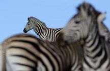 Amakhala Game Reserve Half Day Big 5 Safari Adventure