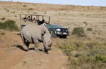Amakhala Game Reserve Half Day Big 5 Safari Adventure