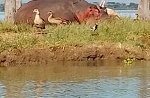 Crescent Island Walking Safari & Hippo Boat Cruise