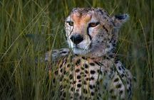 Private Day Safari to Amboseli with Majestic Mt. Kilimanjaro View