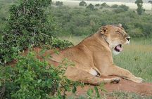 Private Day Safari to Amboseli with Majestic Mt. Kilimanjaro View