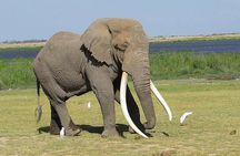 Private Day Safari to Amboseli with Majestic Mt. Kilimanjaro View