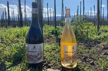 Etna Wine Tasting Tour with Lunch and Local Delicacies