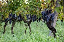 Etna Wine Tasting Tour with Lunch and Local Delicacies