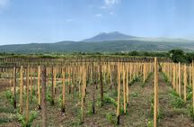 Etna Wine Tasting Tour with Lunch and Local Delicacies