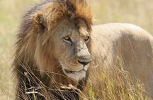 Half day Guided Game Drive Safari in Nairobi Park by 4x4 Jeep