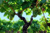 Etna Wine Tasting Tour with Lunch and Local Delicacies