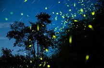 Semporna : Mangrove Cruise, Fireflies, Transfer & Dinner