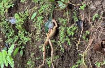 Combo Hanging Bridges Volcano Hike Swimming Hole and Hot Springs