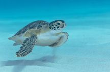 Private Luxury Boat Tour in Bonaire Customize Your Escape