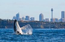 Sydney Harbour Whale Watching Experience