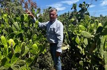 Fruit Garden and Mezcal Tasting Tour with Lunch Included