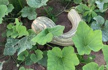 Fruit Garden and Mezcal Tasting Tour with Lunch Included