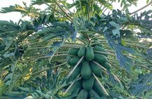 Fruit Garden and Mezcal Tasting Tour with Lunch Included