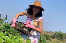 Fruit Garden and Mezcal Tasting Tour with Lunch Included