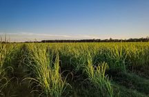Felicity Plantation Tour