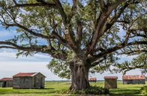 Felicity Plantation Tour