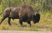 Bison Highway Wildlife Tour