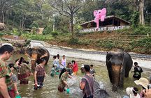 Half day with Elephants at Patong Elephant Hug （No ride No trick）