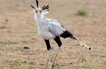 4 Days Private Camping Safari