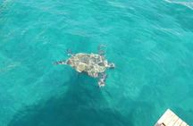 Sea Turtle Swimming And Waterfal Boat Trip