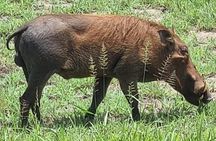 Arusha Tanzania 4WD Private Tour