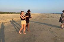 Baby sea turtles camp