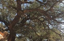 Discover Paradise Valley A Scenic Escape from Agadir