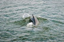Anna Maria Dolphin Sightseeing Adventure
