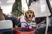 Tuscan vineyard golf cart tour with wine tasting and lunch