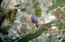 Monteverde Cloud Forest Tour nature hike