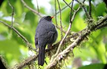 Monteverde Cloud Forest Tour nature hike