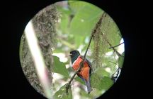 Monteverde Cloud Forest Tour nature hike