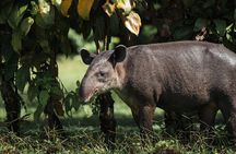 2-Day Corcovad Tour of the San Pedrillo Wild Expedition