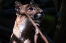 2-Day Corcovad Tour of the San Pedrillo Wild Expedition