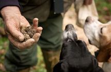 Truffle hunting with tasting in the woods