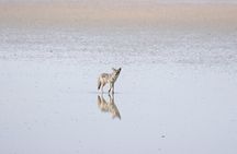 Private Antelope Island State Park Tour