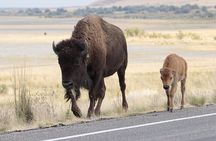 Private Antelope Island State Park Tour