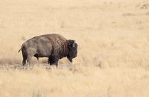 Private Antelope Island State Park Tour