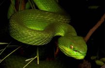 Hoi An Night Herping Tour Snakes Vipers and Wildlife