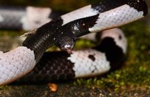 Hoi An Night Herping Tour Snakes Vipers and Wildlife