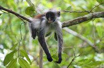 Jozani Forest & Spice Farm Guided Tour & Transfer -Zanzibar