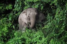 Sandakan Wild Cruise Ticket in Sunrise Sunset or Night Tour