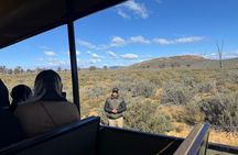 Half Day Game Drive at Aquila Reserve with Pickup