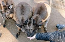 Sydney: Blue Mountains Day Tour with Wildlife Park & Waterfalls