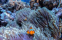 Phi Phi Islands Speedboat Tour Adventure from Krabi