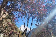 Ghorepani Poon Hill Trek: 12-Day Journey in Annapurna