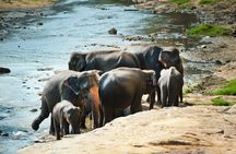 Private 5 Day Tour Across Sri Lanka Highlights