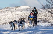Experience 5-km Husky Safari from Levi