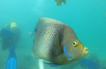Half Day Creek Safari and Snorkeling Adventure in Mombasa
